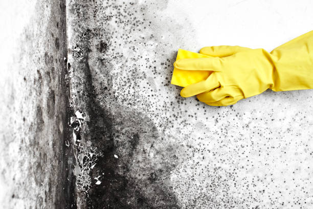 Best Mold Prevention Services  in Fosston, MN